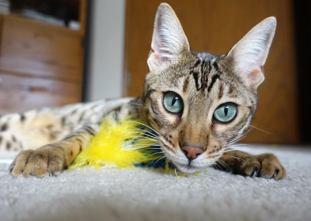 Chinese Taipei乒乓球战术:防守反击的制胜之道,乒乓球台湾省队