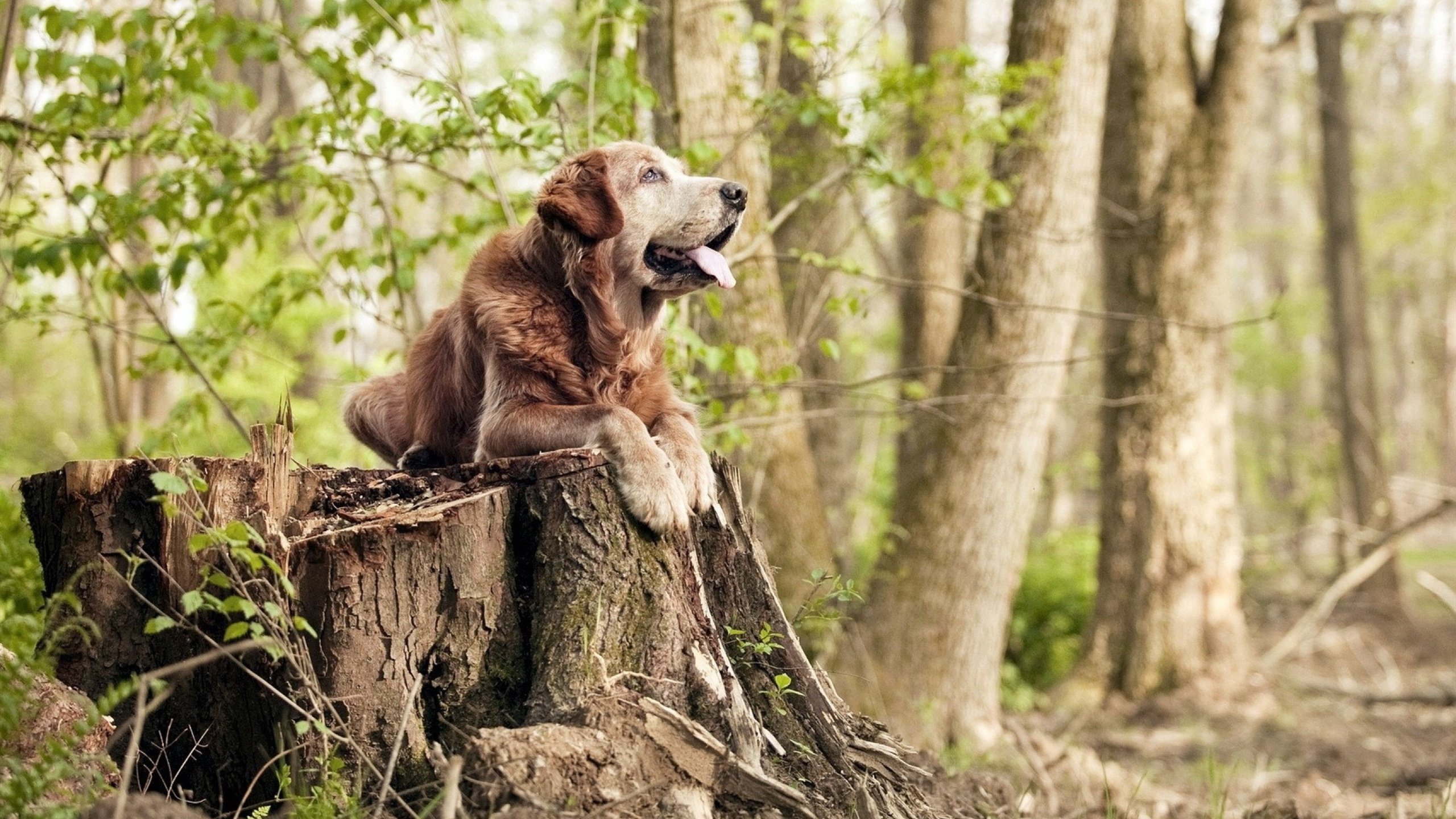 乐鱼体育平台app下载-切尔西球迷庆祝夺冠场面壮观，切尔西球迷庆祝夺冠场面壮观图片