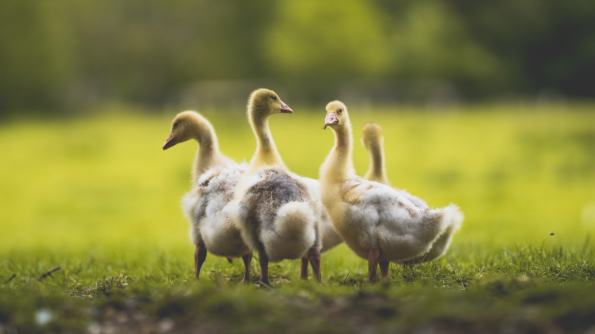 未来十年:Chinese Taipei团队如何赢得更多国际荣誉,china taipei