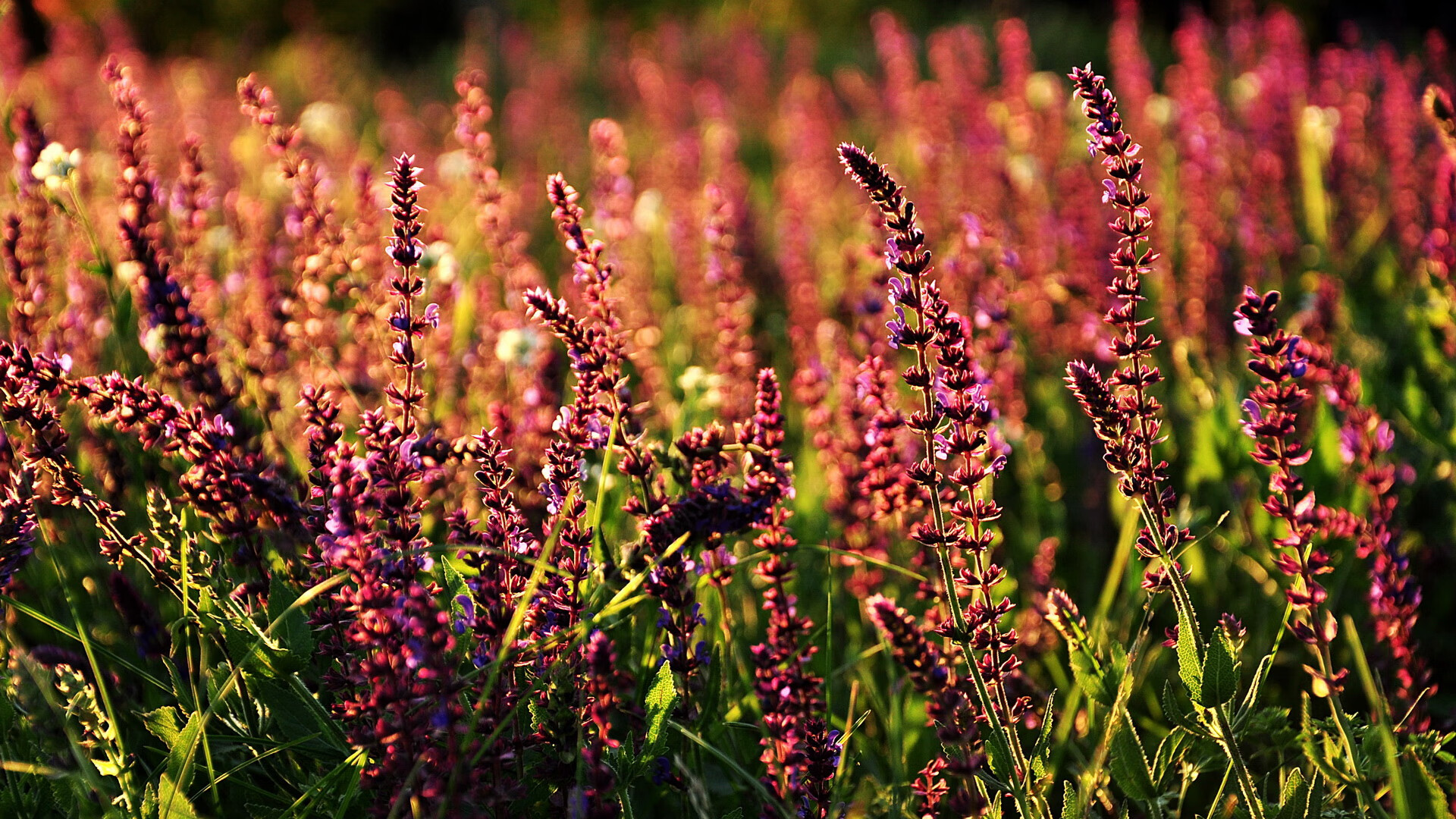 leyu乐鱼在线登录入口-球队控球核心是否影响整队心理节奏稳定性，怎样分析球队控球率