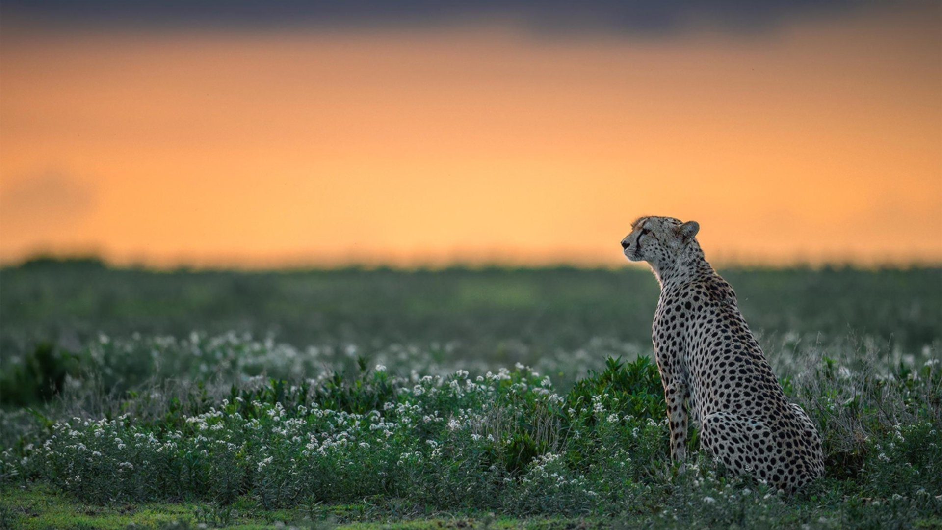 节奏分布图对比:中国更精准,美更爆发,节奏对照表