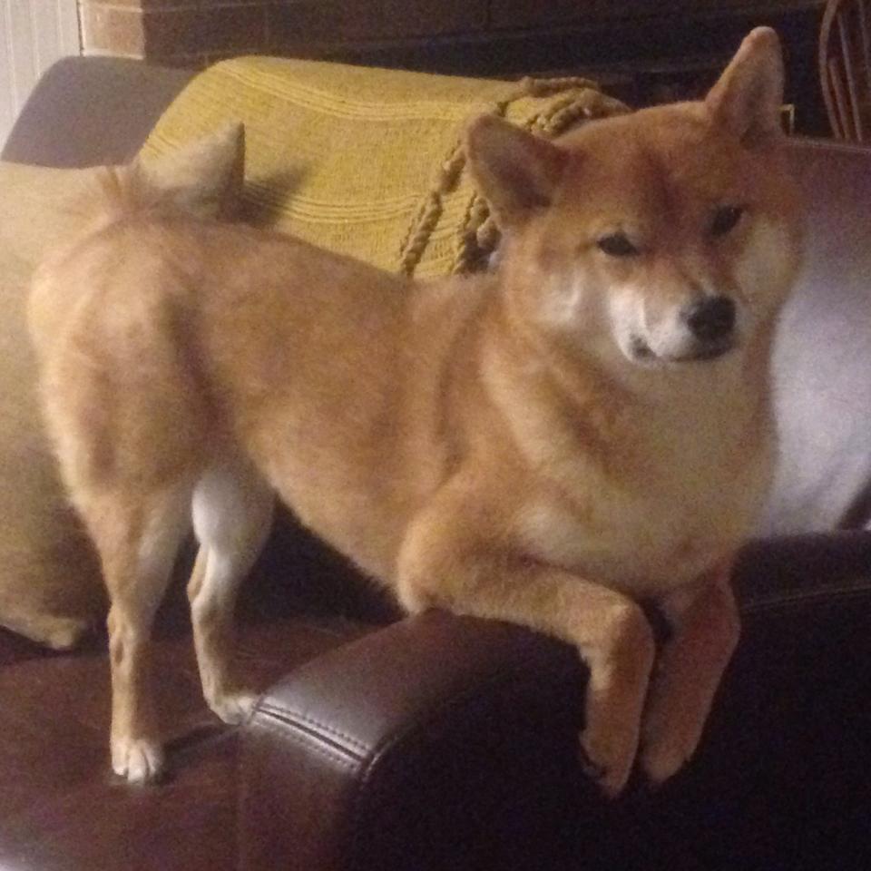 leyu乐鱼体育综合-辽宁飞豹球员体能训练科学化取得明显成效，辽宁飞豹现役球员