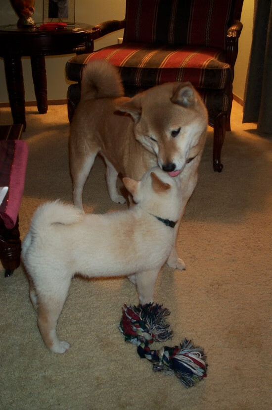 乐鱼电竞在线平台-雷恩依靠中前场冲击赢得主动权，雷恩ds