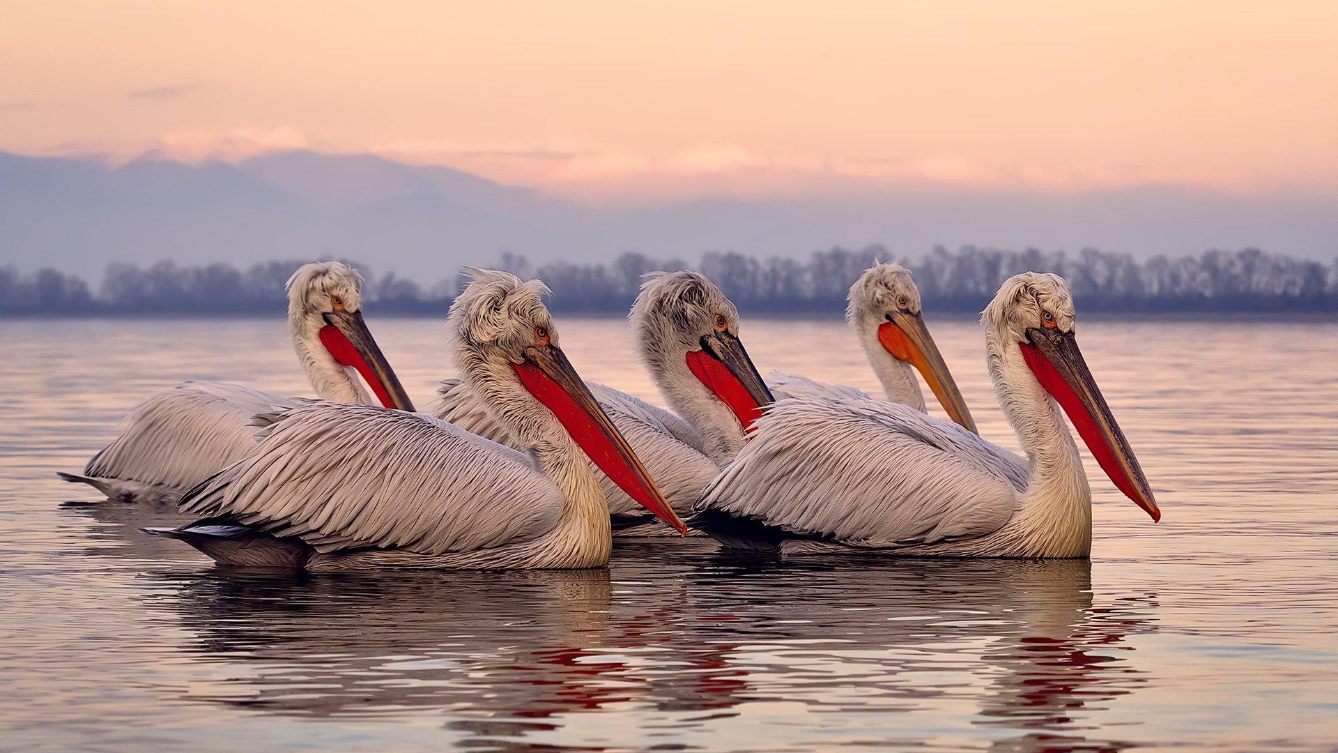 乐鱼电竞在线平台登录入口-“费尔南多·比亚尔巴的传球与精准脚法，成为美洲狮队的得分保障”