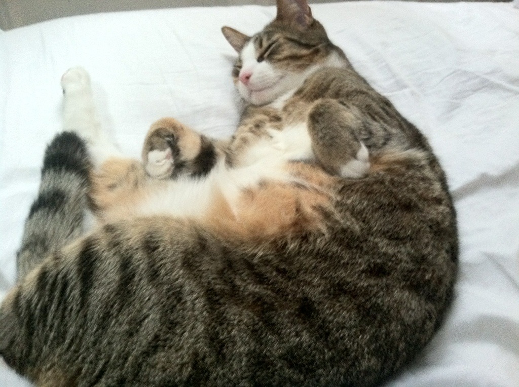 “马科斯·梅特罗:阿根廷美洲狮队的后防核心,突破性表现持续发力”