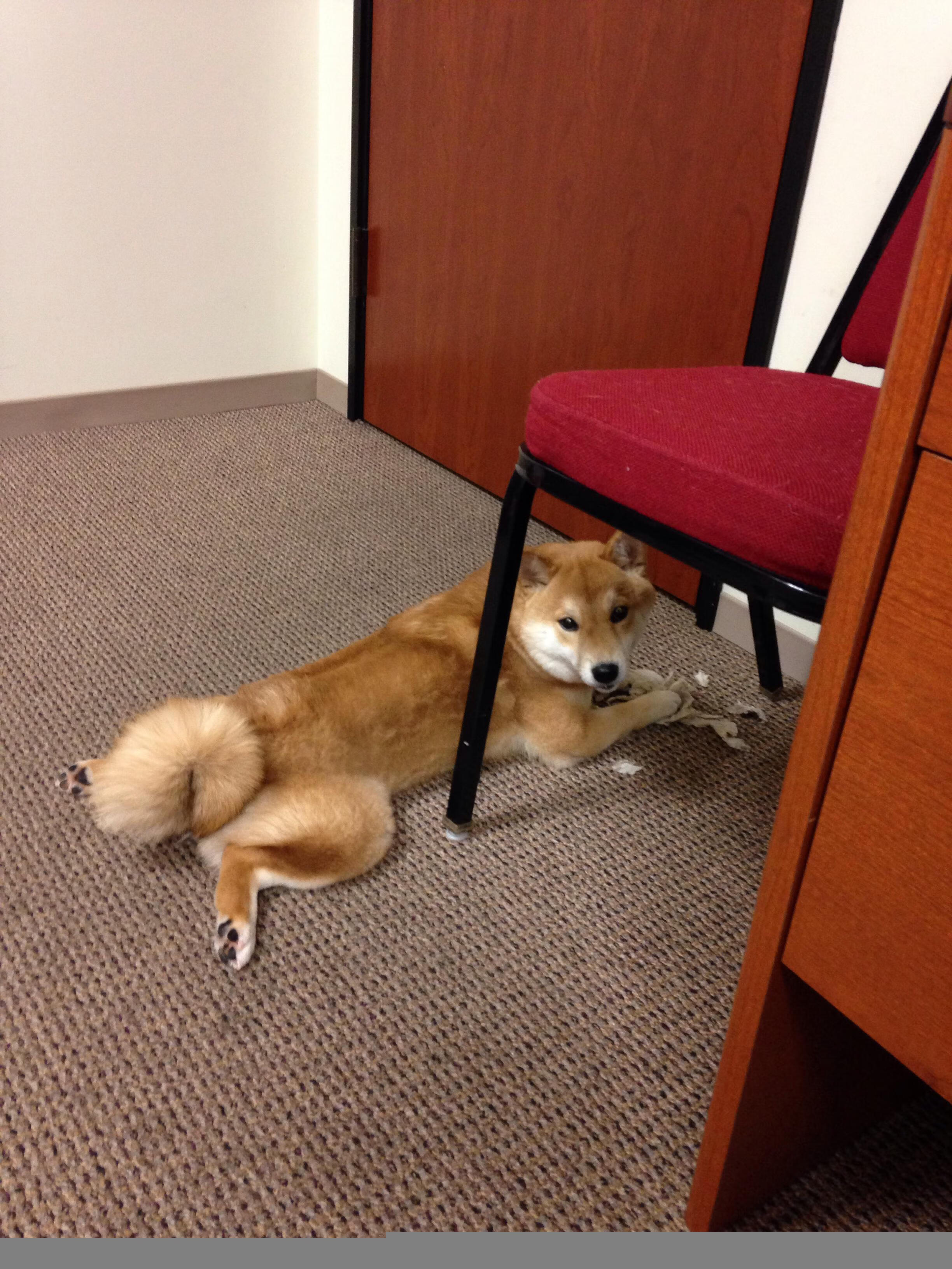 乐鱼官网-冠军球队重建计划启动，新赛季阵容大换血，冠军联赛分组