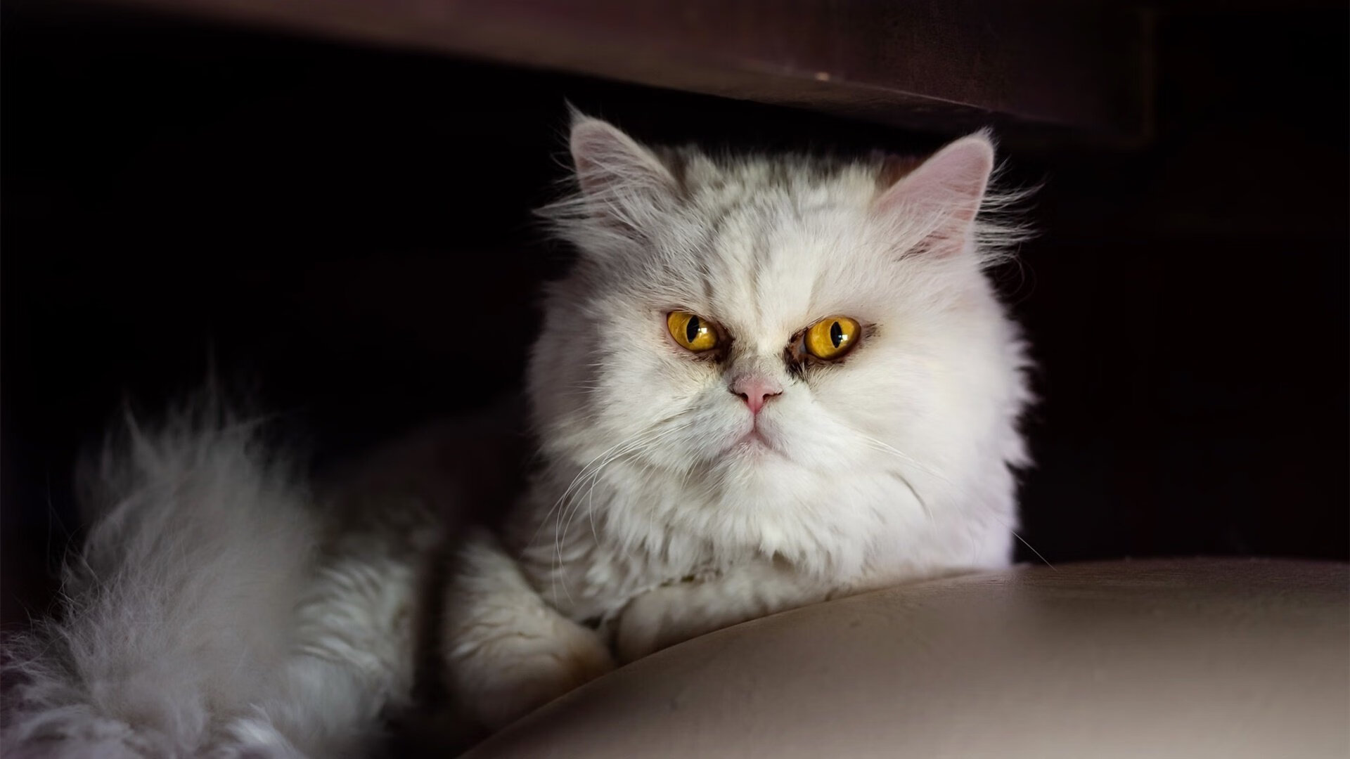 乐鱼体育-女子英格兰队引领橄榄球职业化浪潮，英格兰橄榄球国家队