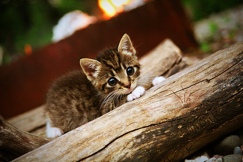 弗朗索瓦·斯图尔特:经验丰富的中场,南非队强大防线的幕后推手