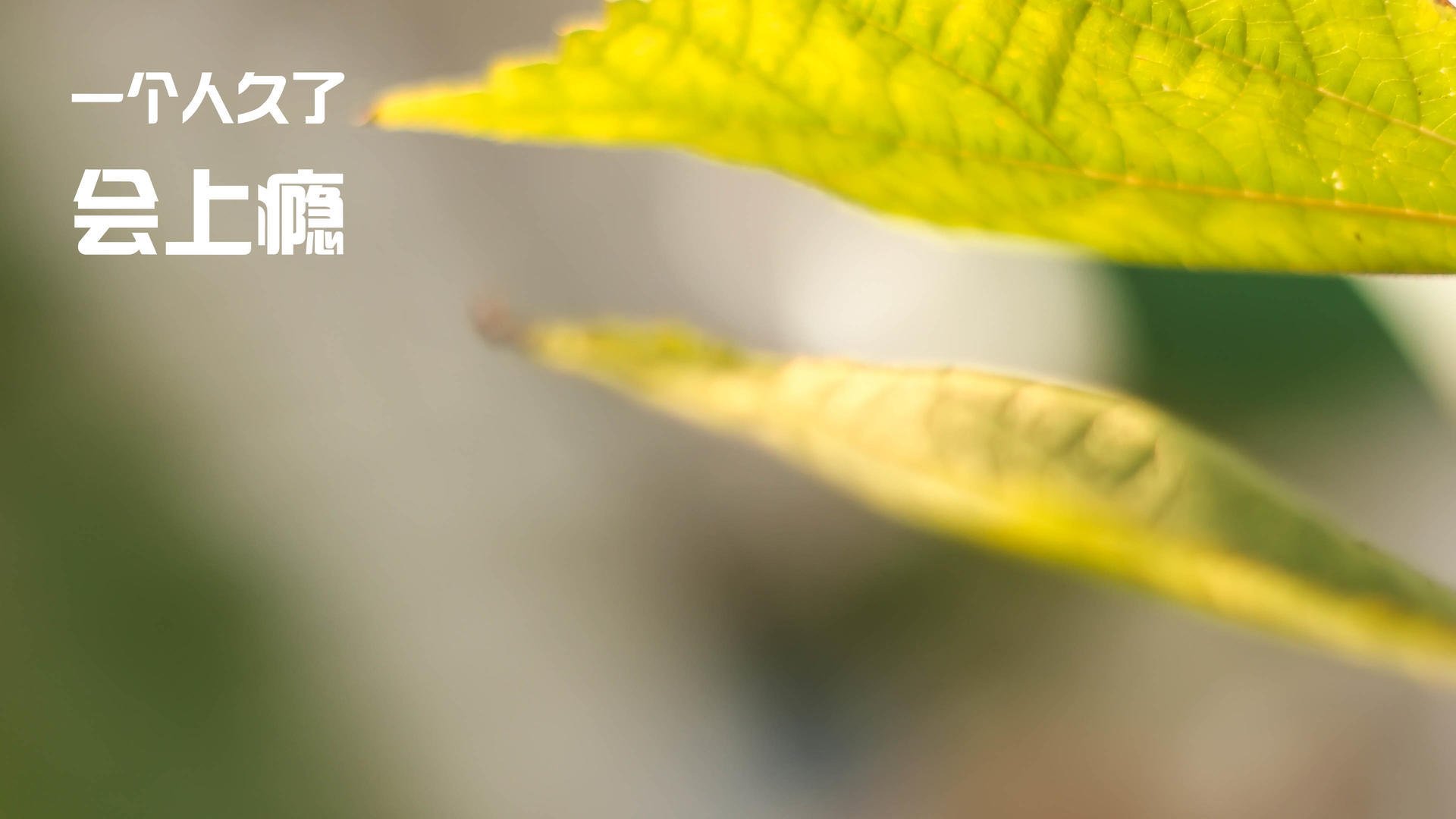 弗朗索瓦·斯图尔特:通过精准脚法助力南非队攻防转换,弗朗索瓦特吕弗