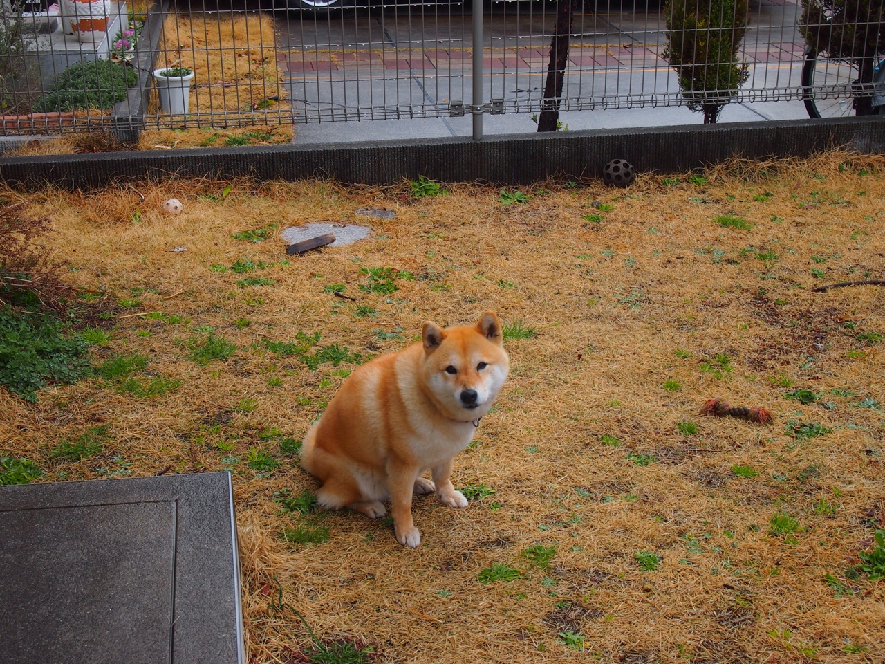 德甲战术多变:布局巧妙,精彩纷呈!,德甲打法特点