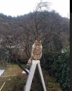 乐鱼体育平台app下载-水球关键场次突尼斯团结应对